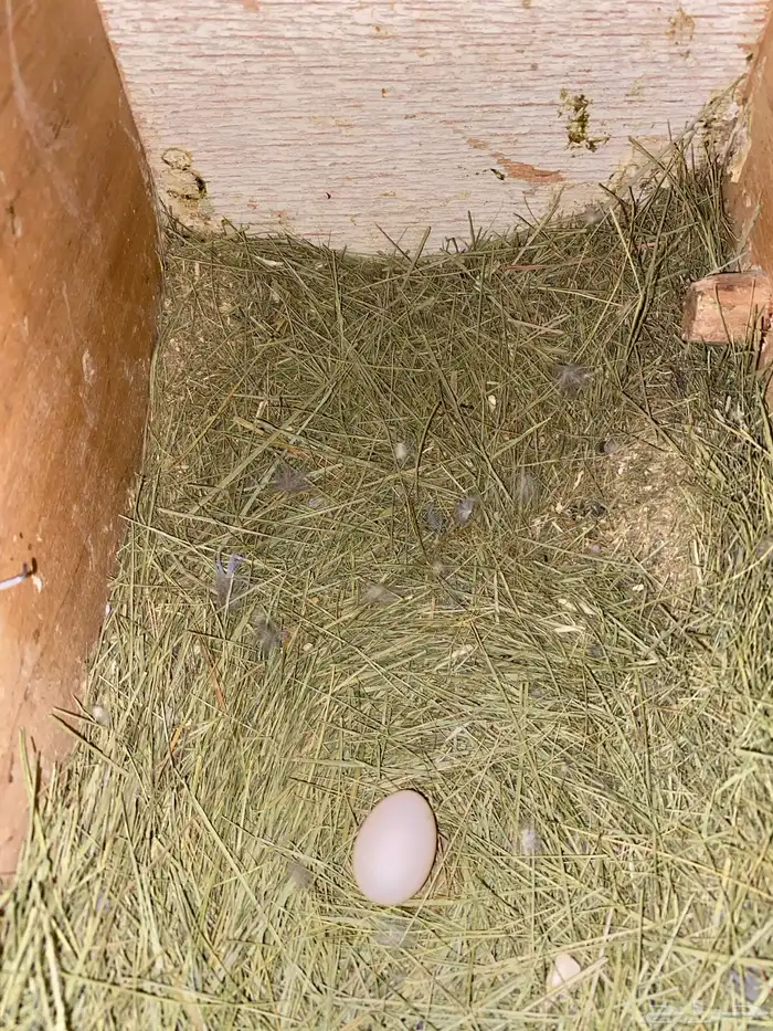 طيور روز 3