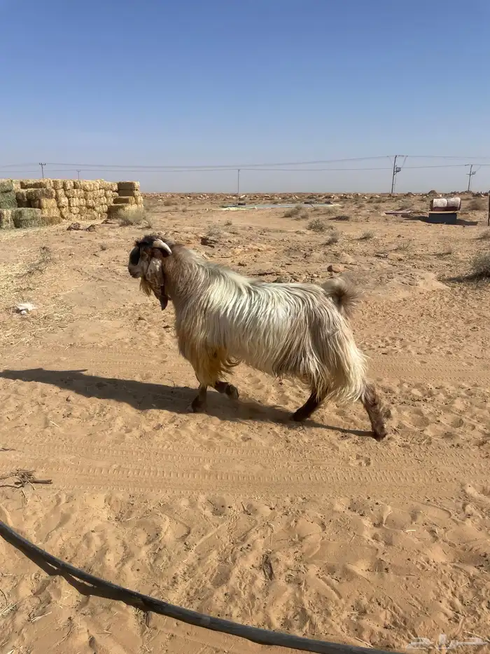جفرات جنوبيات وتيس فحل 10