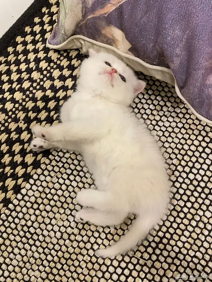 كيتن مسجله مستوى عالي 4