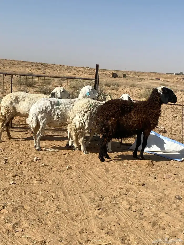 شياه دفيع على السونار وحده منهن والد 2