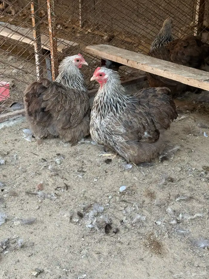 طقم دارك خارجي 0