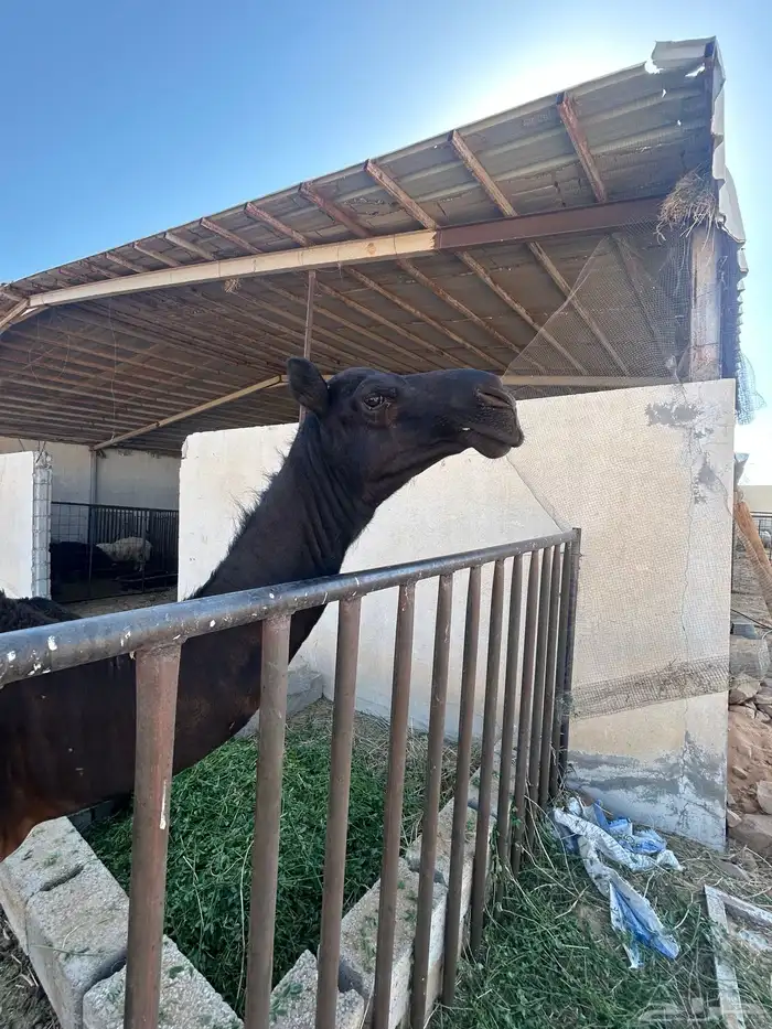 قعود مجهم 0