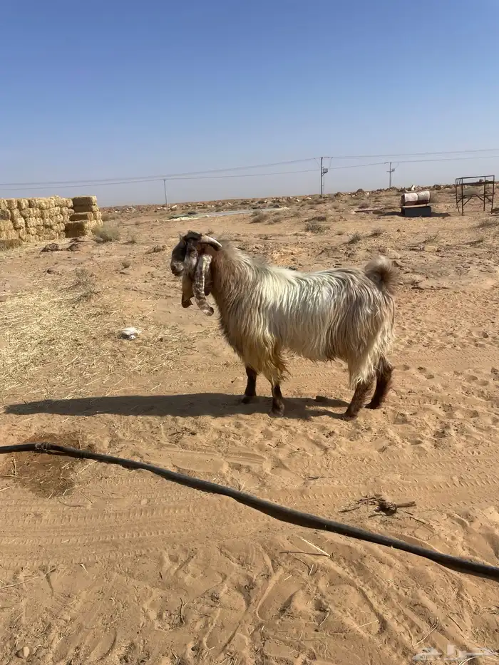 جفرات جنوبيات وتيس فحل 9