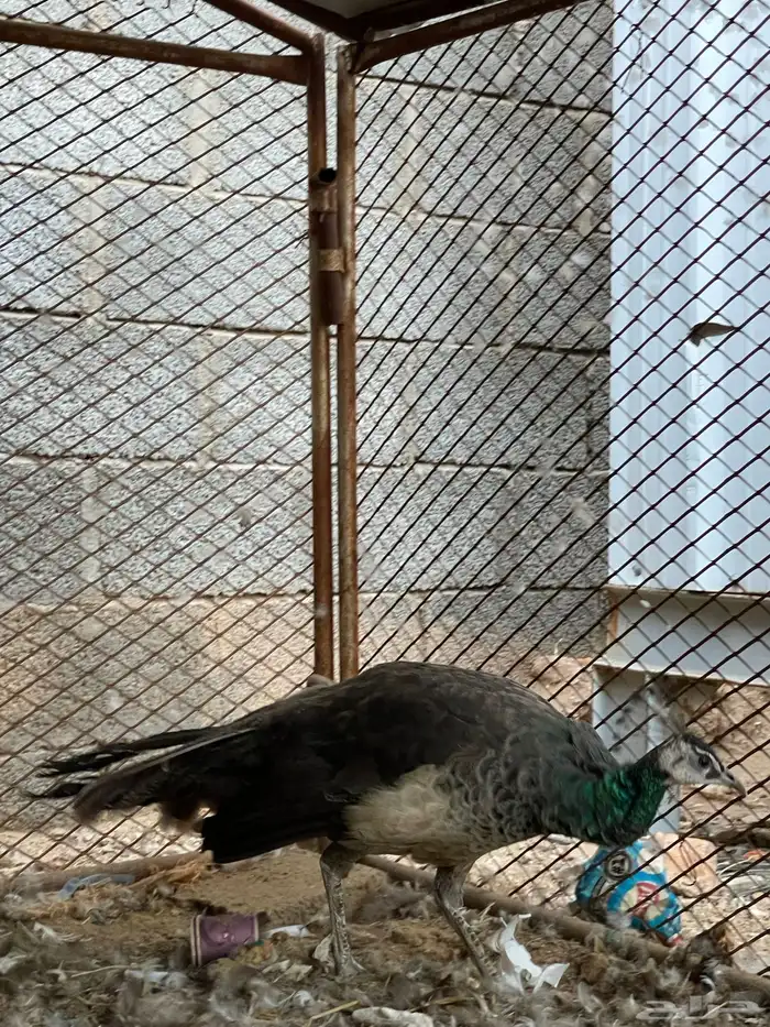 انثى طاؤوس طيور 1