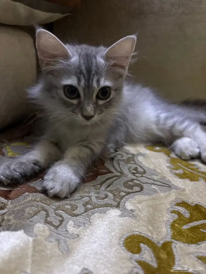 قطط صغيرة للتبني 3