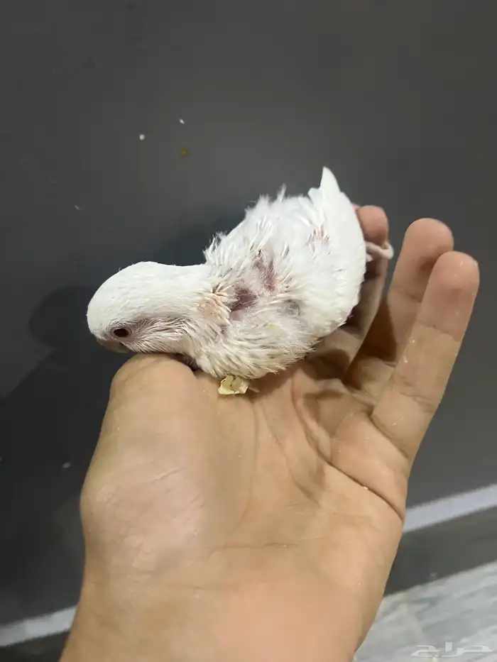 فروخ روز 2