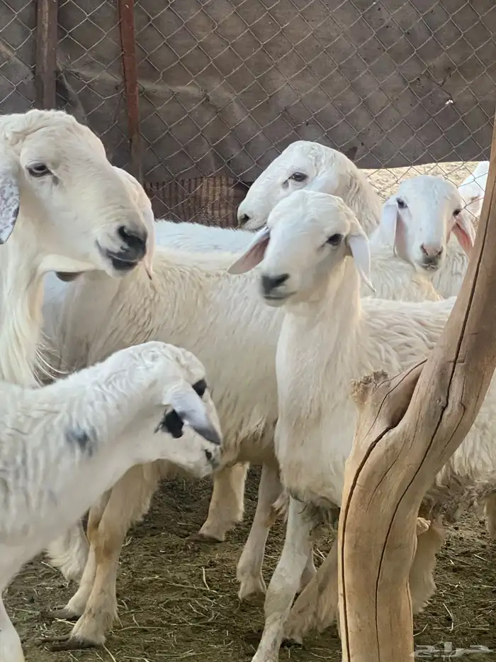 طليان حبصي العمر 6 شهور وفيها 7 شهور 9