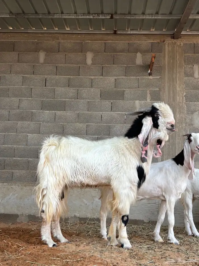 فحل مطور صنف خصم حار و مشروط و معها إنتاجه مشاريع صنف 5