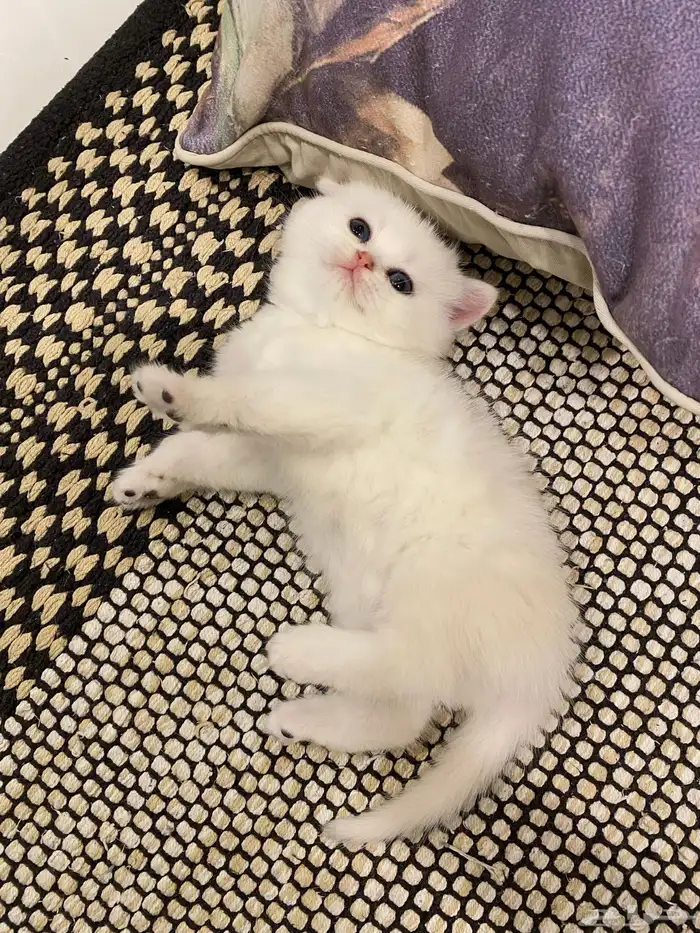 كيتن مسجله مستوى عالي 0