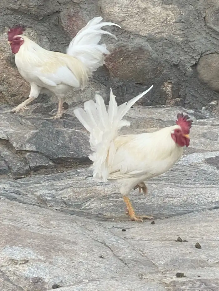 ديك 0