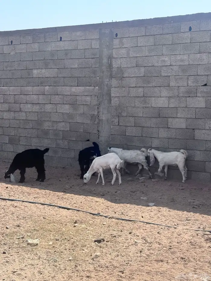 تيوس للبيع 3