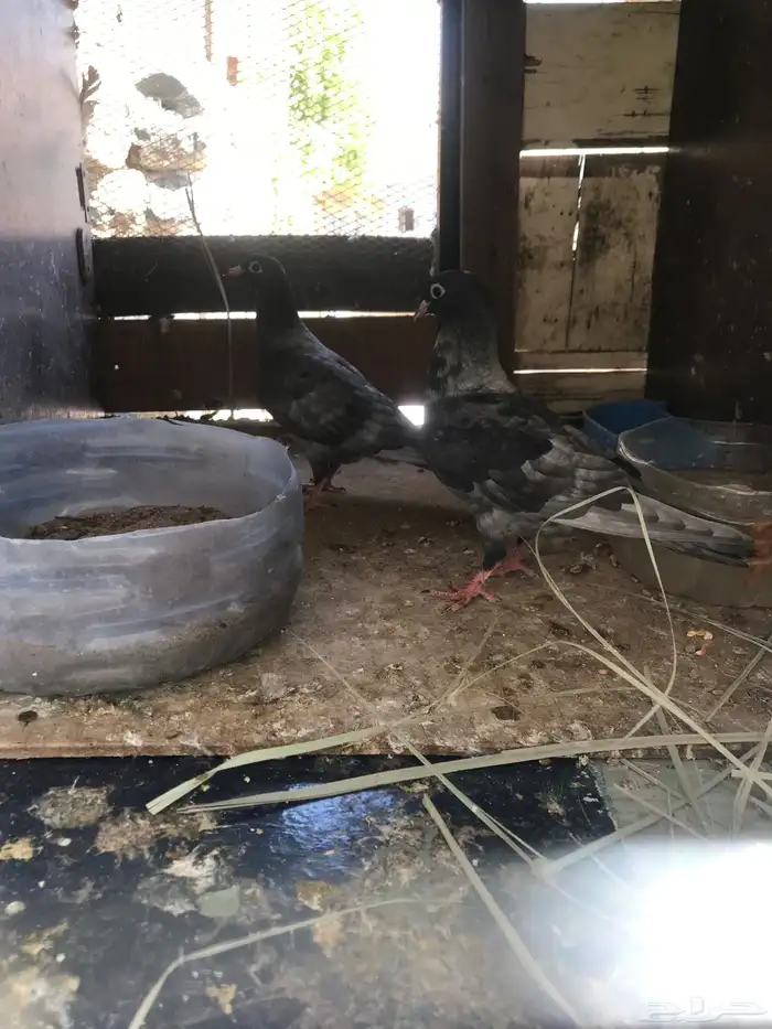 صنعاني شيبه صوت ناعم واحجام صغيره 2