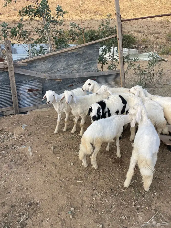 10 طليان 5