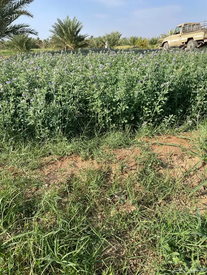 بذور برسيم صبخاوي 3