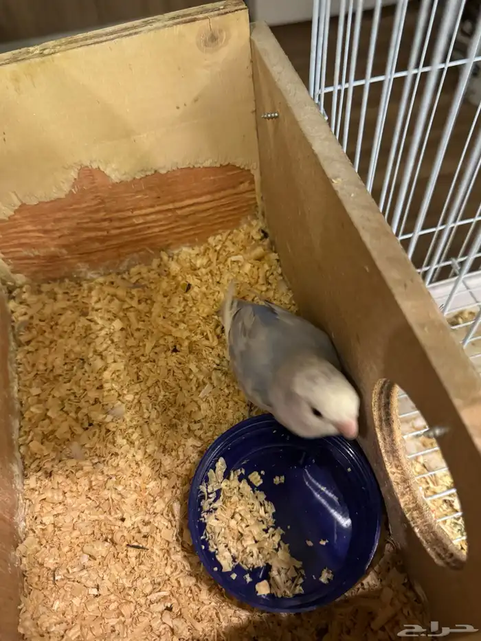 طيور روز اليفه 6