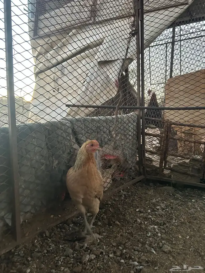 دجاج للبيع بلدي وديوك براهما 5