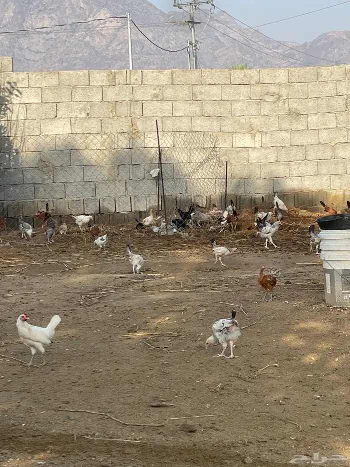 دجاج بلدي للبيع 0