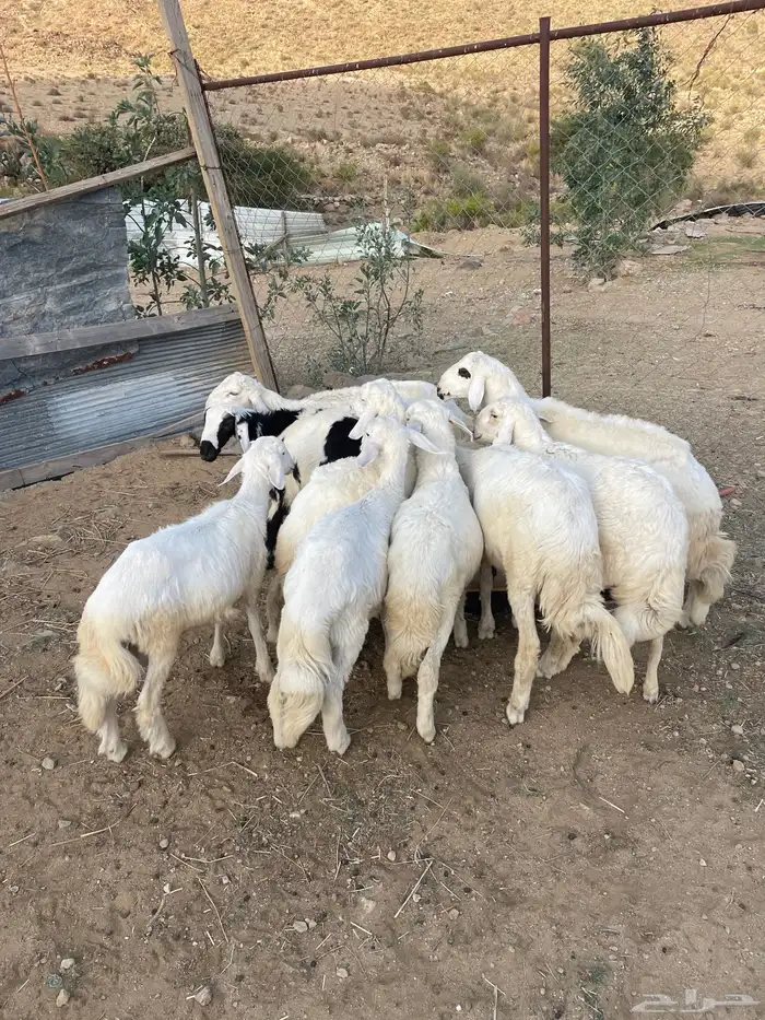 10 طليان 1