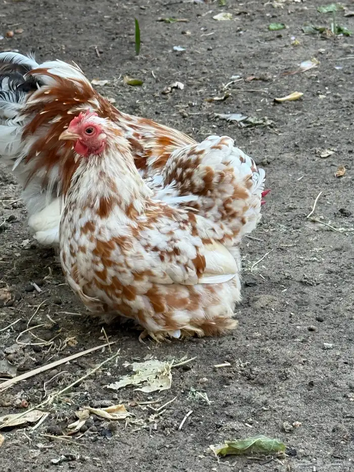 جوز كوشن بوران اصفر 2