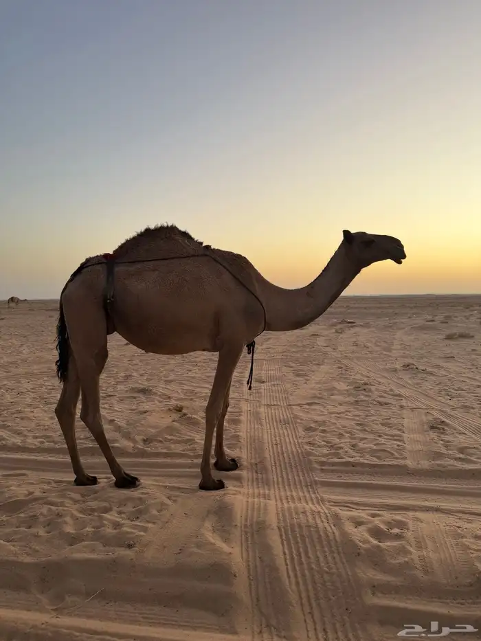 ضريبه 2
