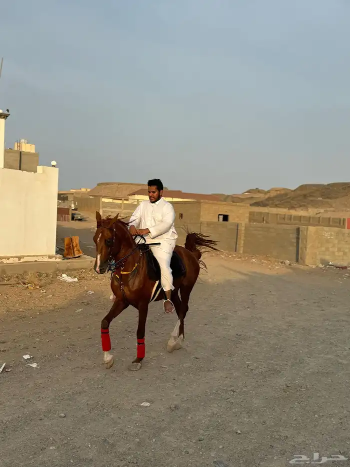 حصان عربي واهو 3