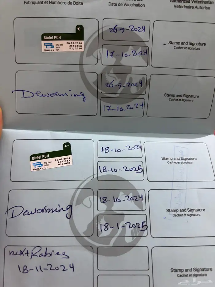 قطه سكوتش فولد للبيع بسعر مخفض 2