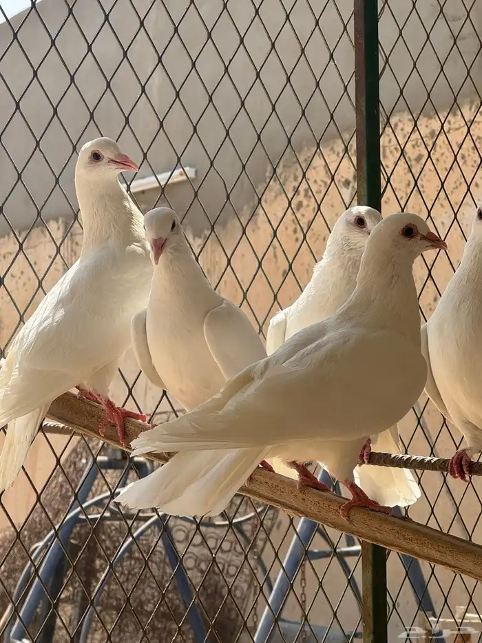 حمام فرنسي 30 جوز توب 4