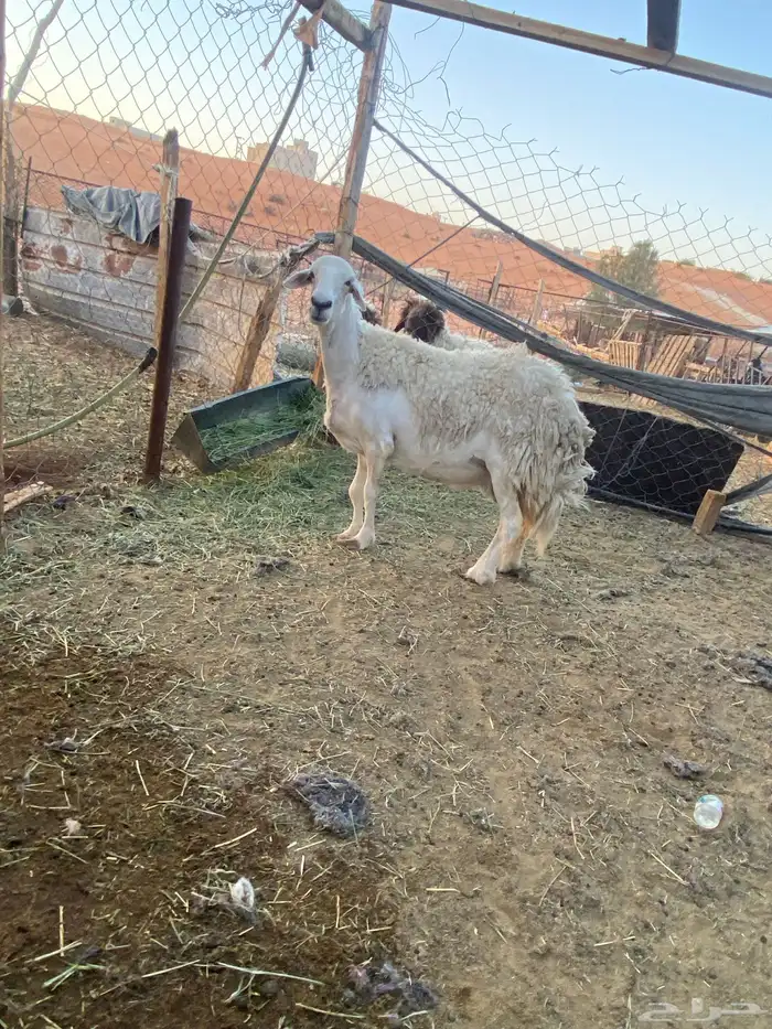 حرشاء حايل شحم 0