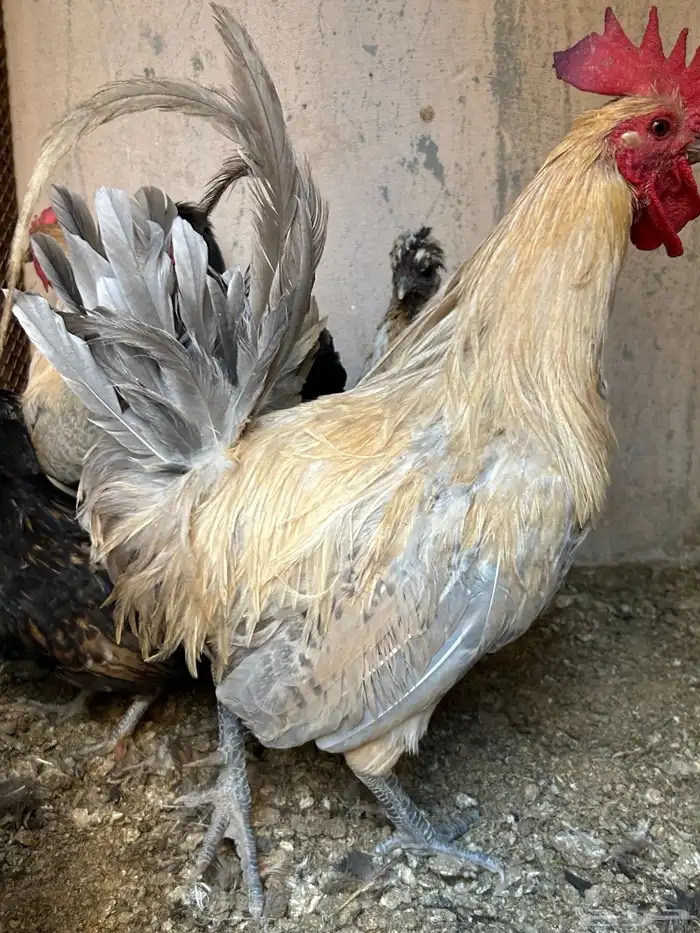 ديوك فيومي 3