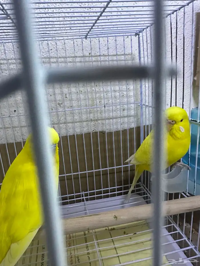 طيرو. باجي الزوج هولندي 3