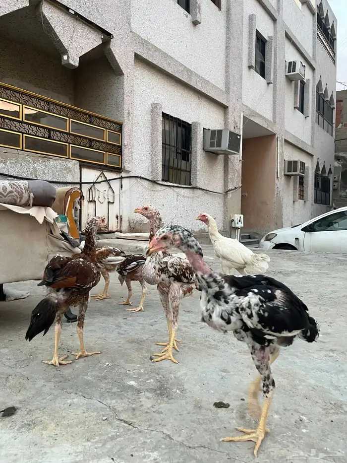 فروخ باكستاني سندي 3