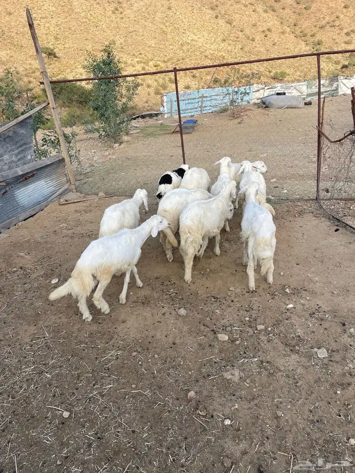 10 طليان 3