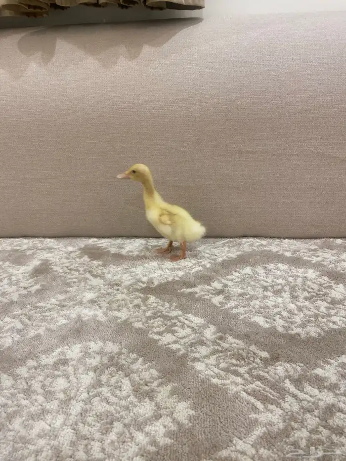 للبيع بطه أليفه 1