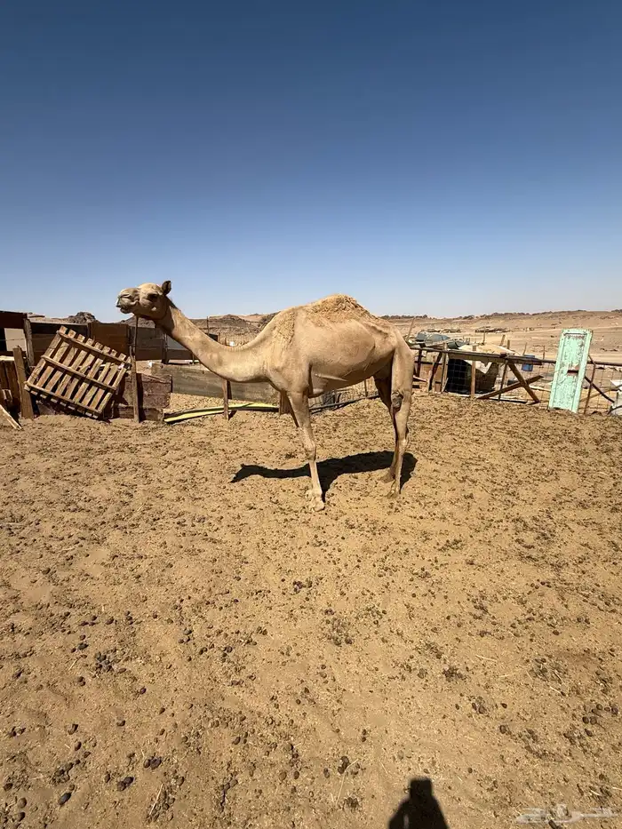 للبيع مهجنه مسحوبه بنتها 0