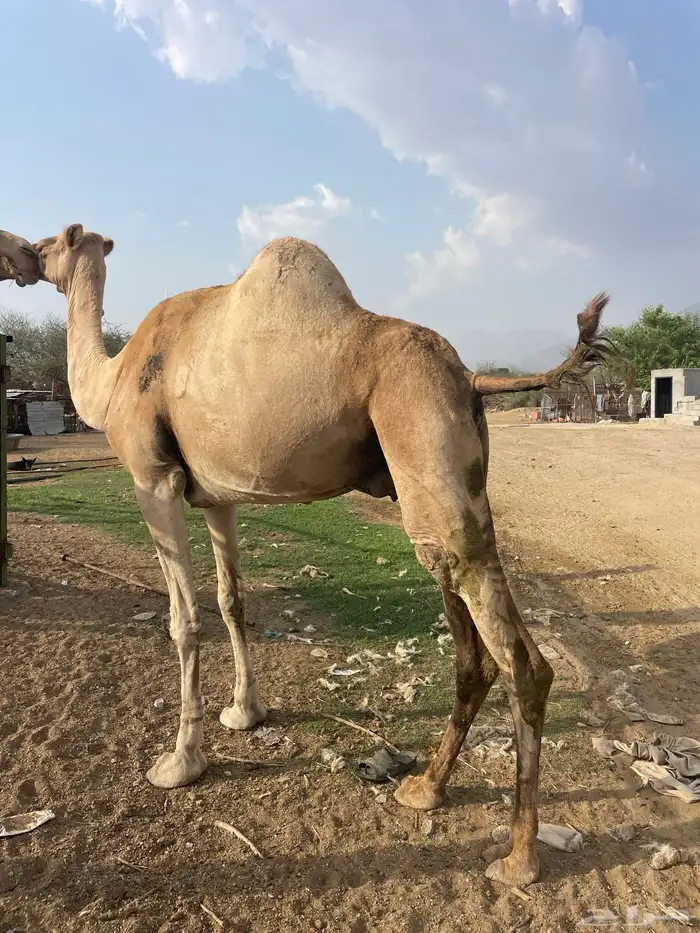 ابل للبيع 3