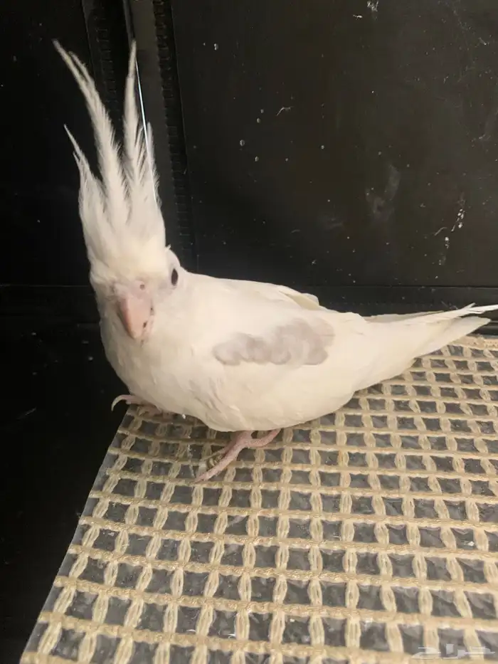 طيور 0