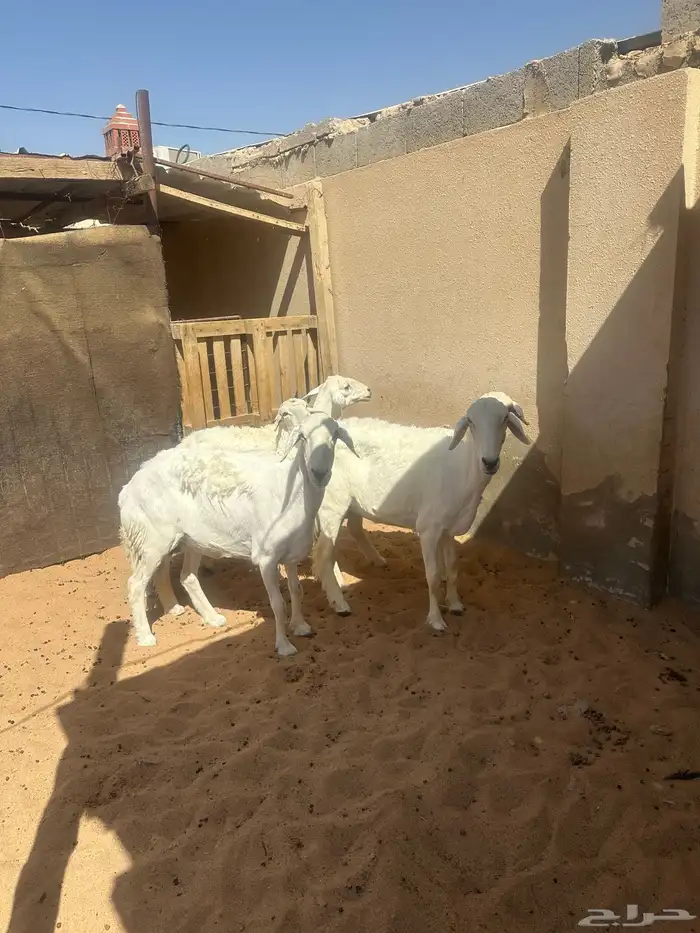 للبيع حيل 3