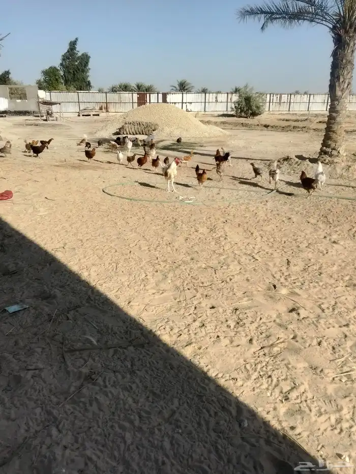 دجاج 1