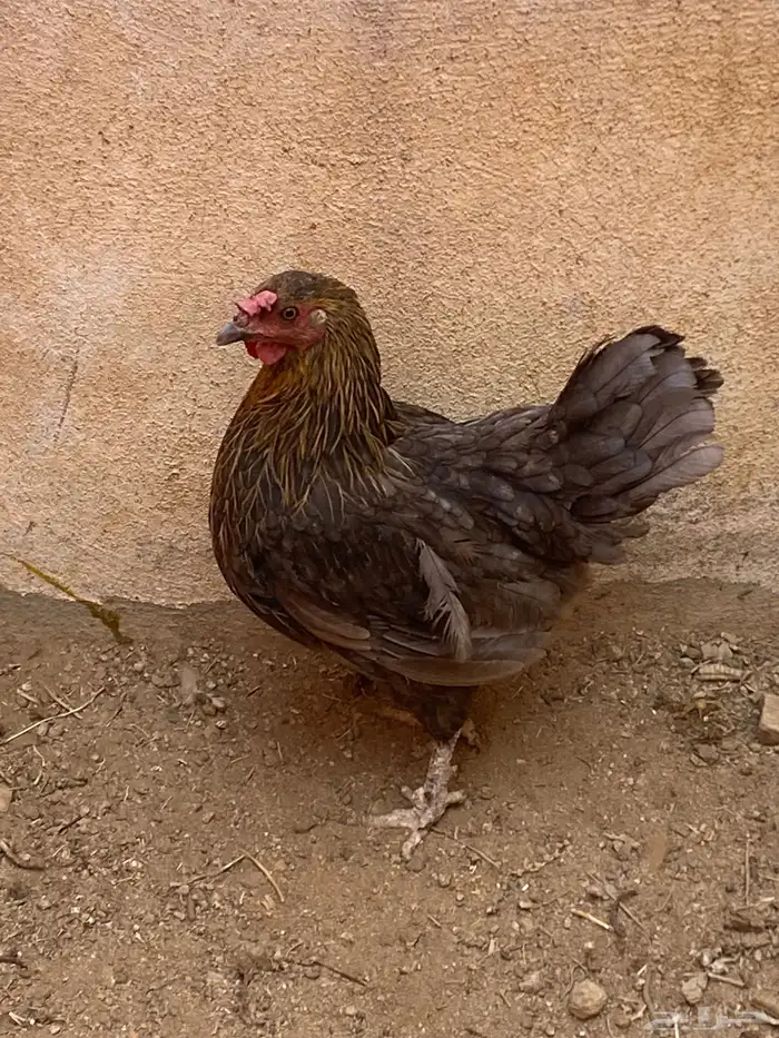 دجاجه عربي تراث 0
