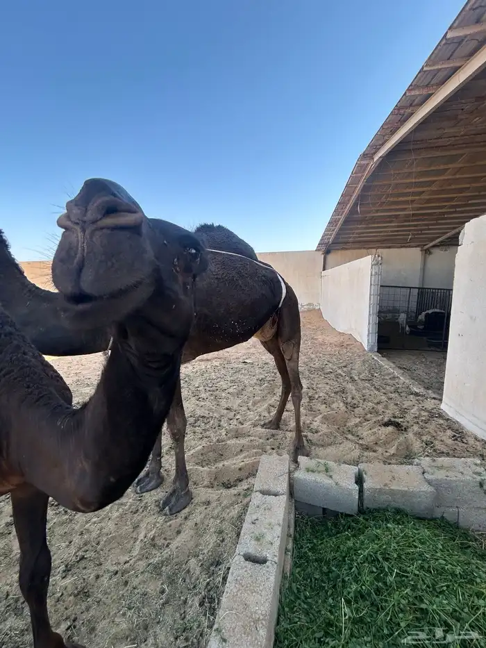 قعود مجهم 7