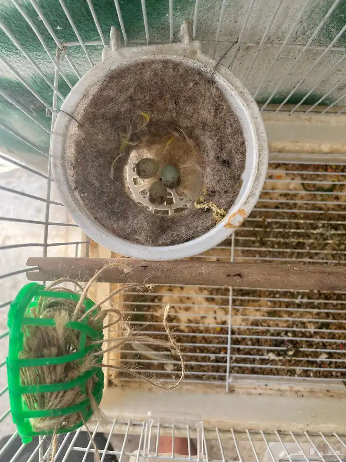 جوز كناري تحته ثلاث بيضات 1