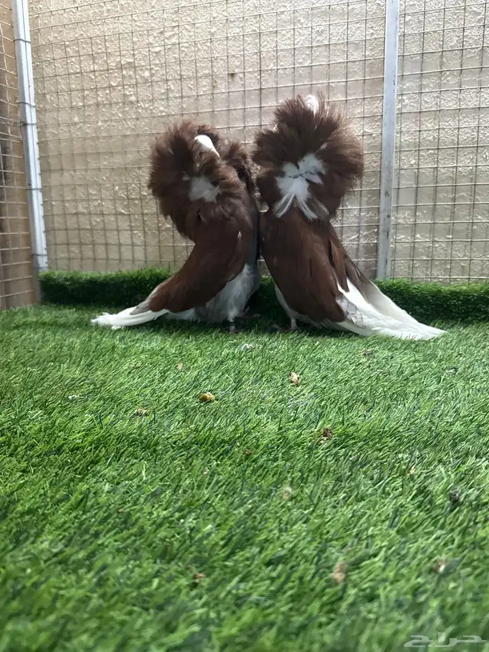 جاكوبين 1