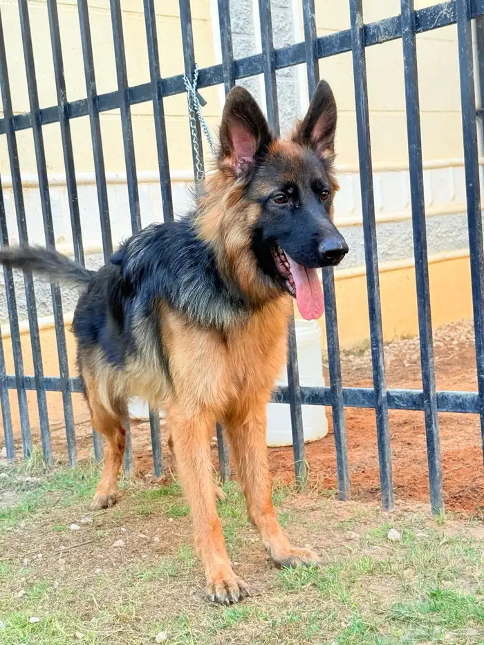 جيرمن شيبرد 1