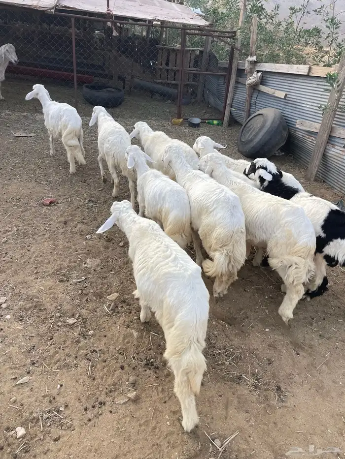 10 طليان 6