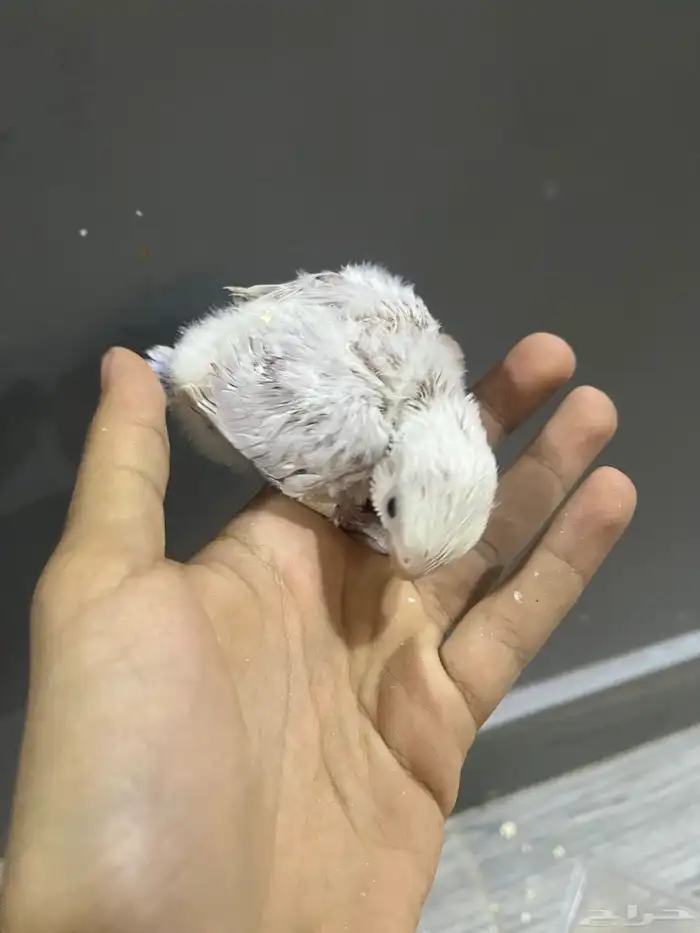 فروخ روز 3