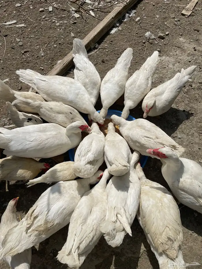 بط بلدي 2