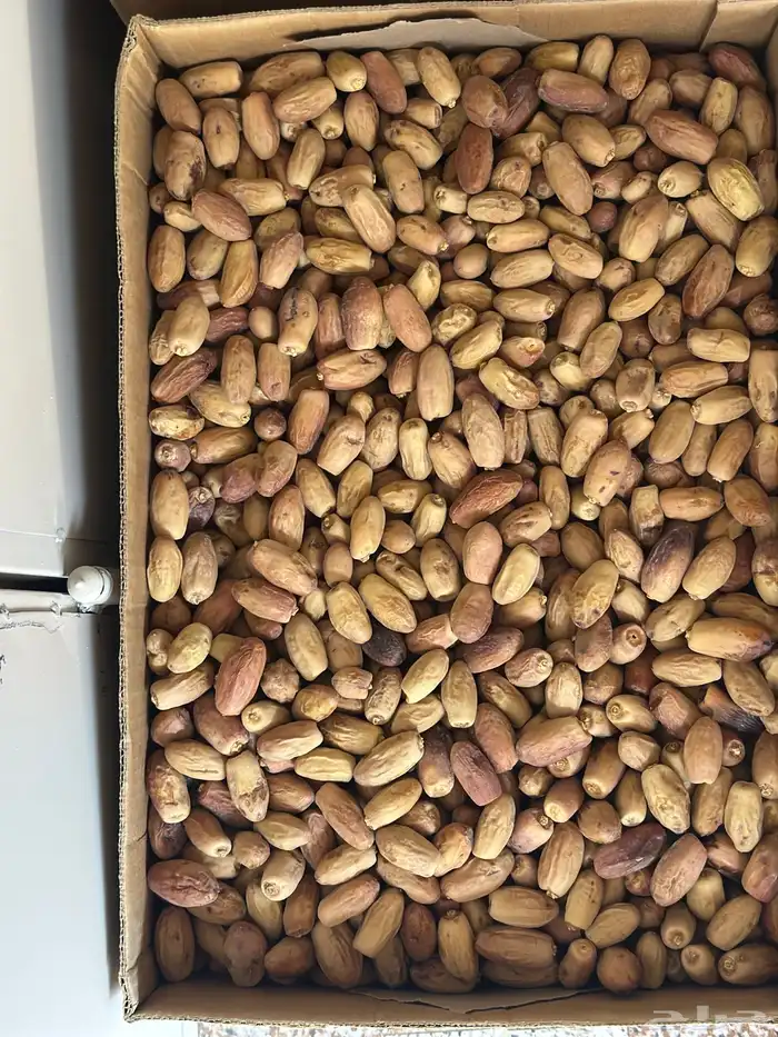 تمر بيشه 0