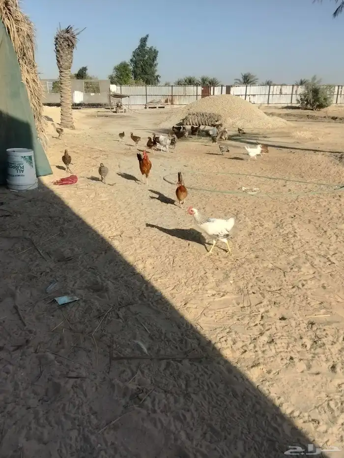 دجاج 0