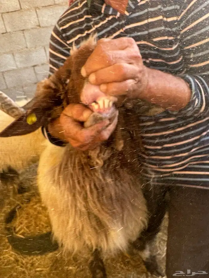 فحول نعيم صنف 2