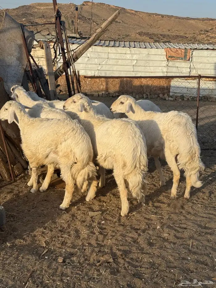 خرفان فواخر 3